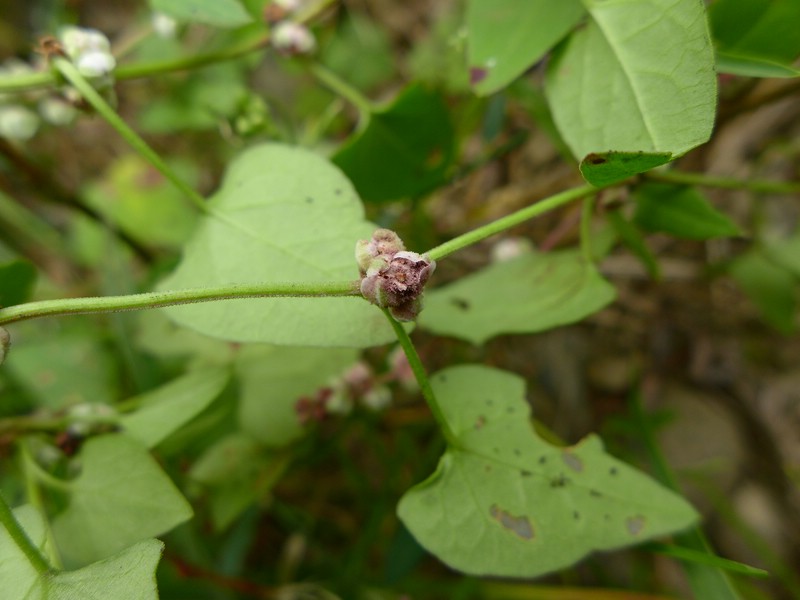 Microbotryum anomalum_Fallopia convolvulus_JKruse (6).jpg