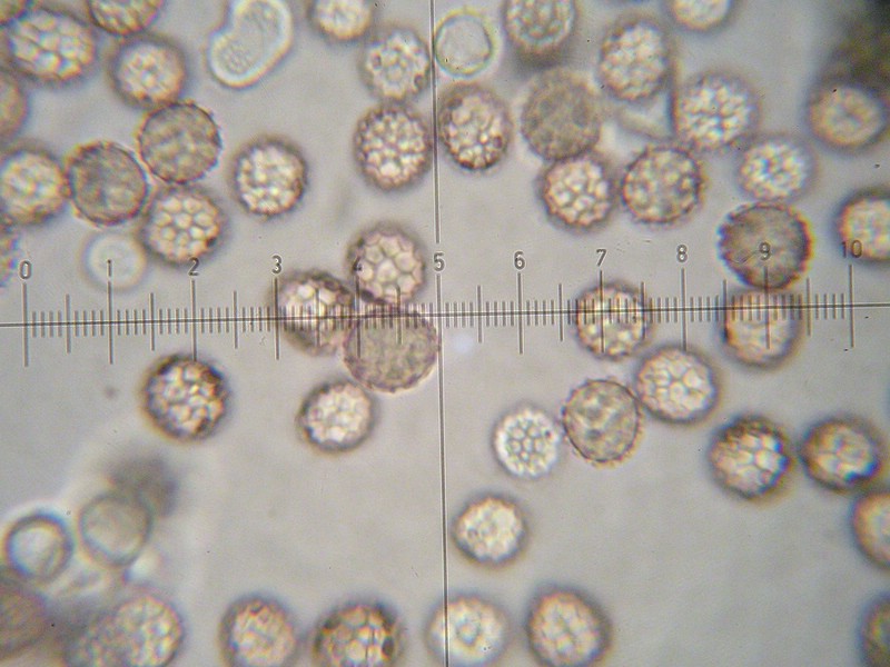 Microbotryum anomalum_Fallopia convolvulus_JKruse (5).jpg