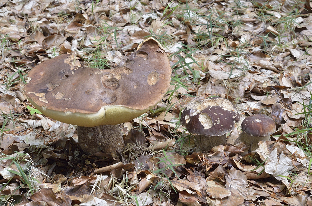 sommersteinpilze (2).JPG