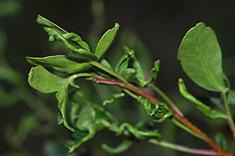 _DSC0605 Ausschnitt, Kontrast, Schärfe, klein.JPG