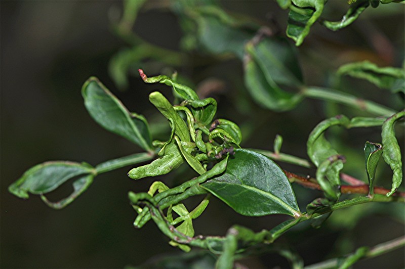 _DSC0606 Ausschnitt, Helligkeit, Schärfe, klein.JPG