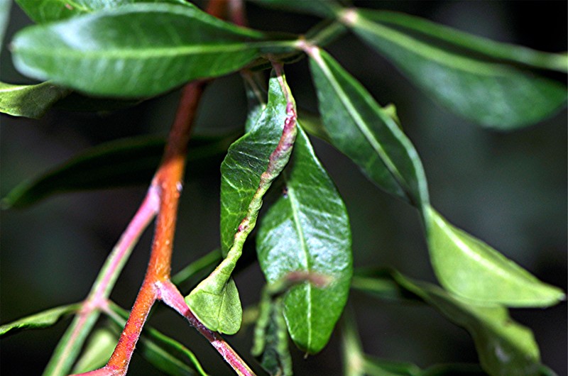 _DSC0607 Ausschnitt, Licht, Schärfe, klein.JPG
