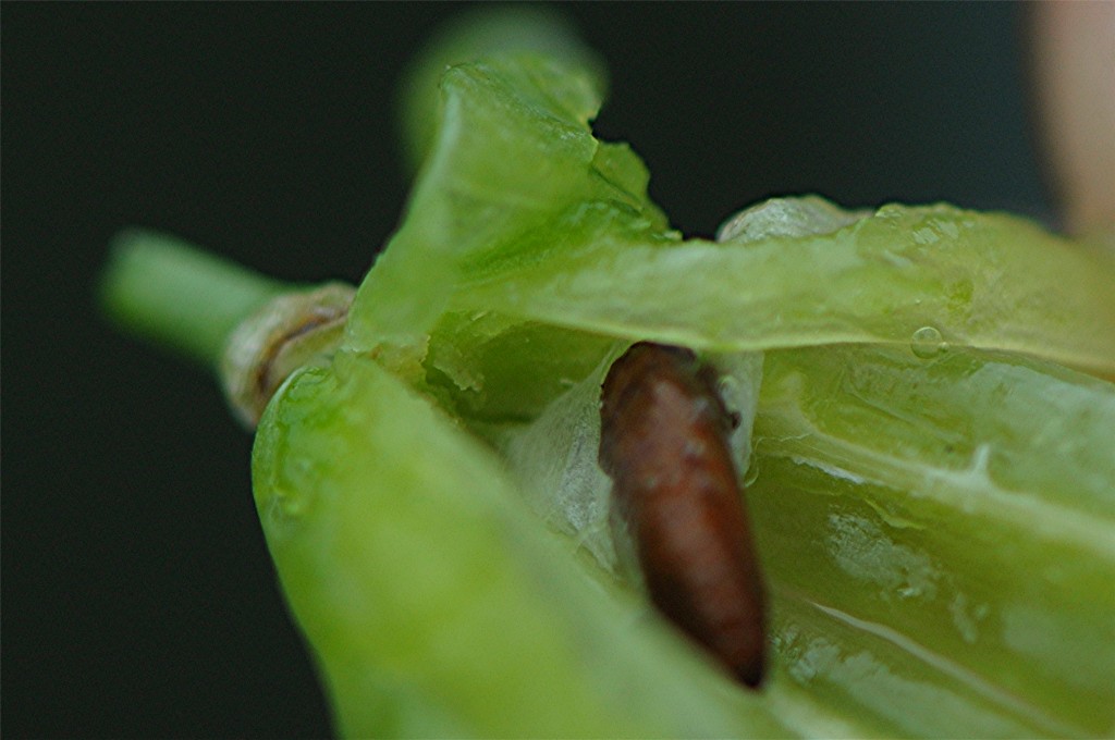 _DSC8712 Zygophyllum fabago, Puppe von Raupe in Frucht, Ausschnitt, Schärfe, verkleinert.JPG
