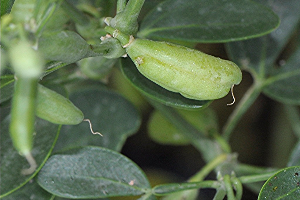 _DSC8716 Zygophyllum fabago, Frucht durch Raupe verdickt, Ausschnitt, Kontrast, Schärfe, verkleinert.JPG