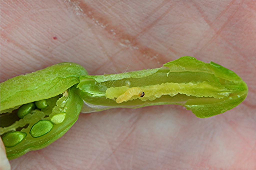 _DSC8720 Zygophyllum fabago, Raupe, Ausschnitt, Kontrast, Schärfe, verkleinert.JPG