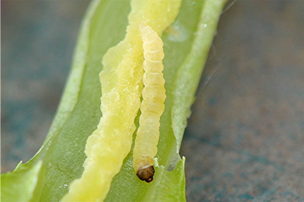 _DSC8726 Zygophyllum fabago, Raupe, Ausschnitt, Kontrast, Schärfe, verkleinert.JPG
