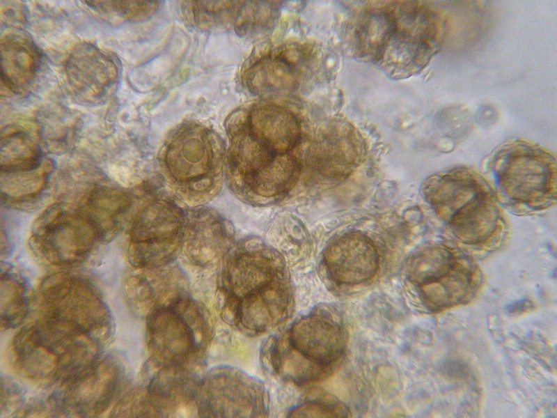 Urocystis poae_Poa laxa_JKruse (4).jpg