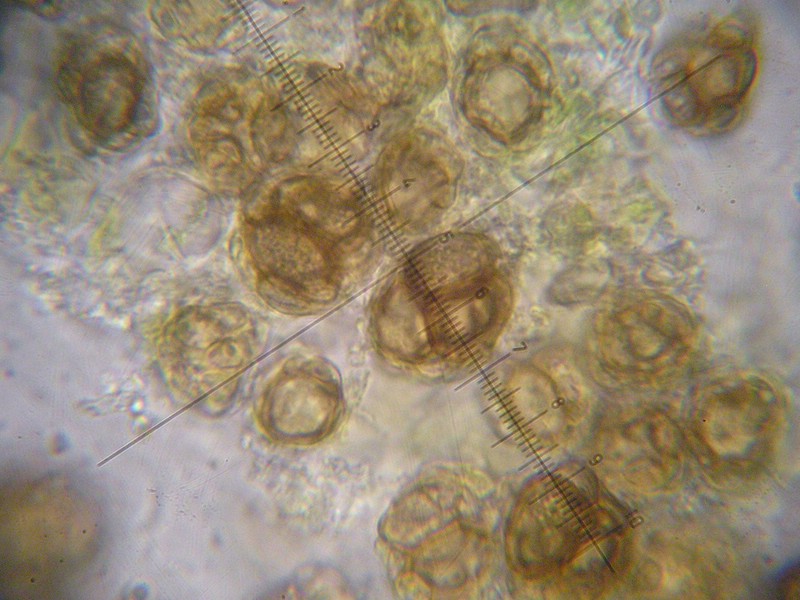 Urocystis poae_Poa laxa_JKruse (5).jpg