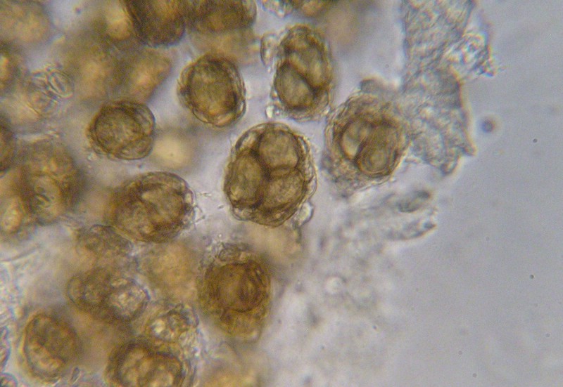 Urocystis poae_Poa laxa_JKruse (6).jpg