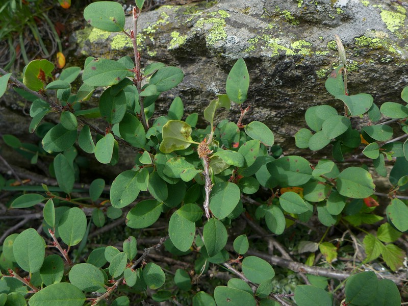 Val di Rhèmes (1).jpg