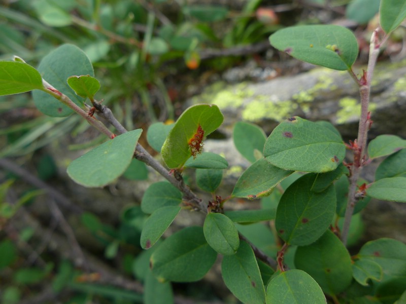Val di Rhèmes (3).jpg