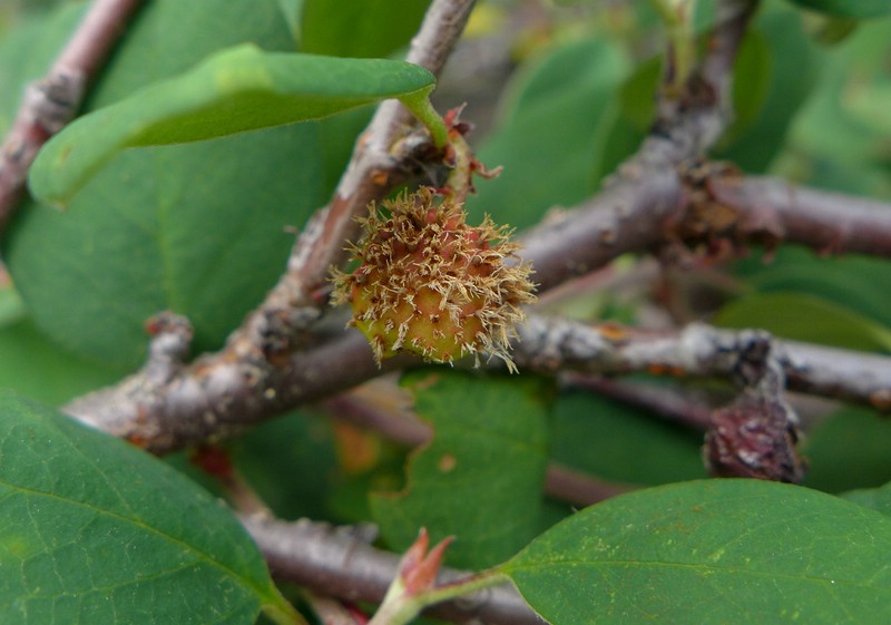 Val di Rhèmes (9).jpg