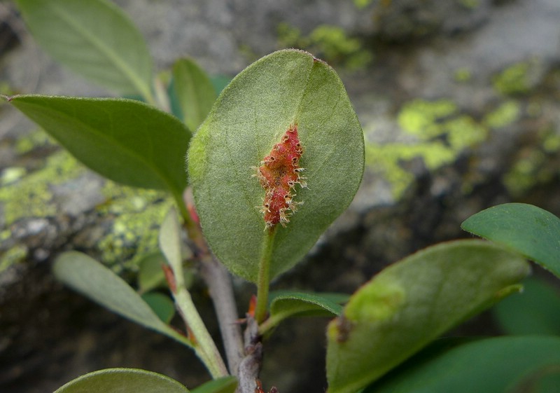 Val di Rhèmes (10).jpg
