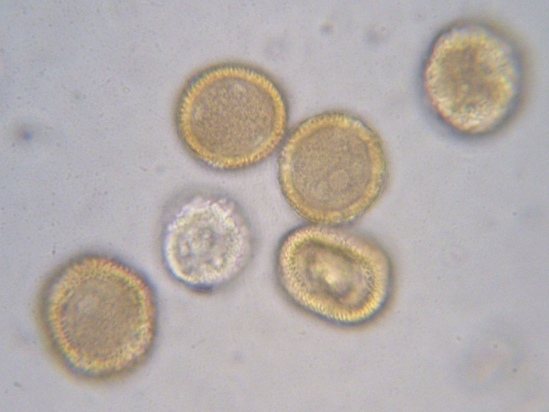 1000er Val di Rhemes (10).jpg