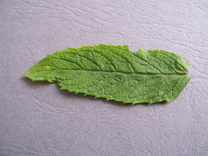 Puccinia_menthae_1.JPG