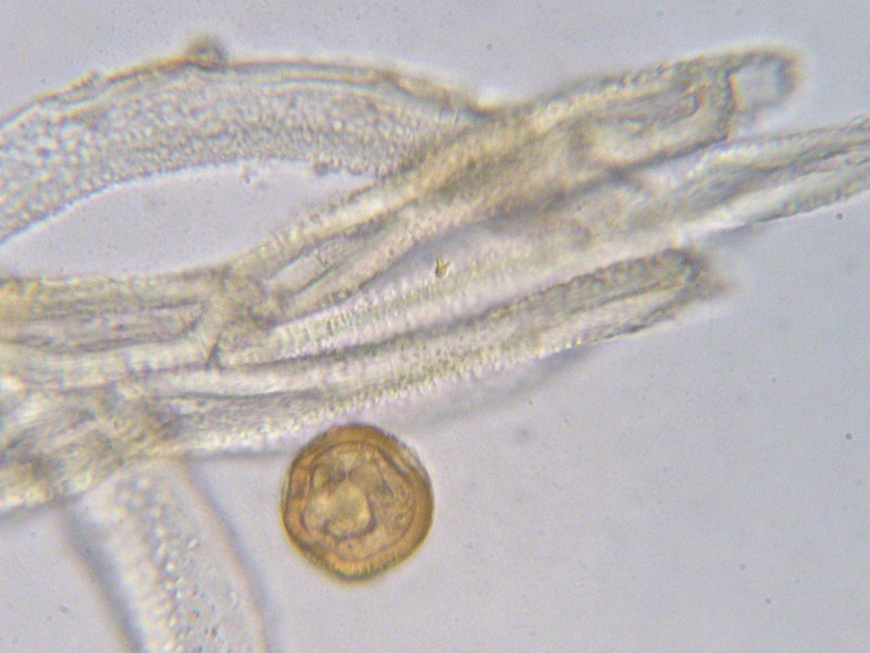 1000er Val di Rhemes (35).jpg