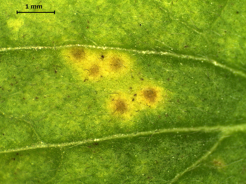 Puccinia_menthae_2.jpg