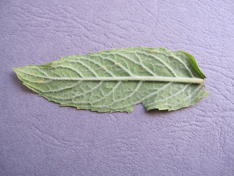 Puccinia_menthae_3.JPG