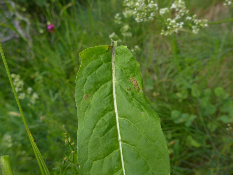 Peronospora rhaetica_Sisymbrium strictissimum_JKruse (3).jpg