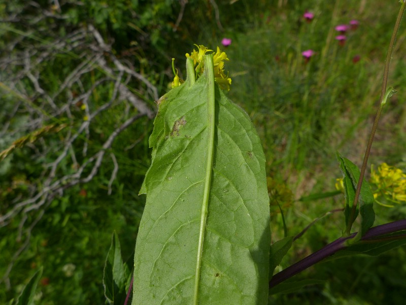 Peronospora rhaetica_Sisymbrium strictissimum_JKruse (1).jpg