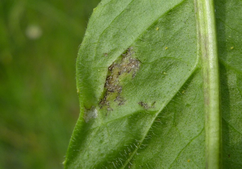 Peronospora rhaetica_Sisymbrium strictissimum_JKruse (2).jpg