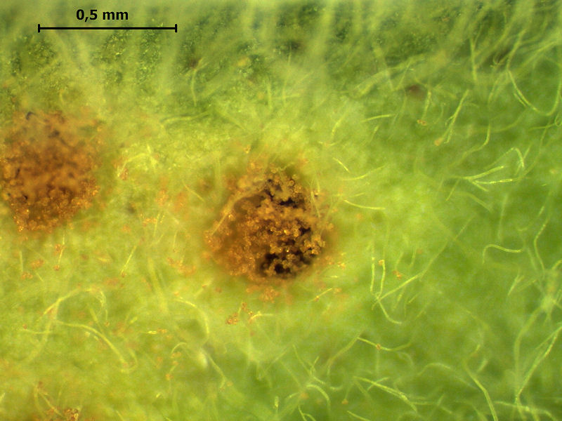 Puccinia_menthae_4.jpg