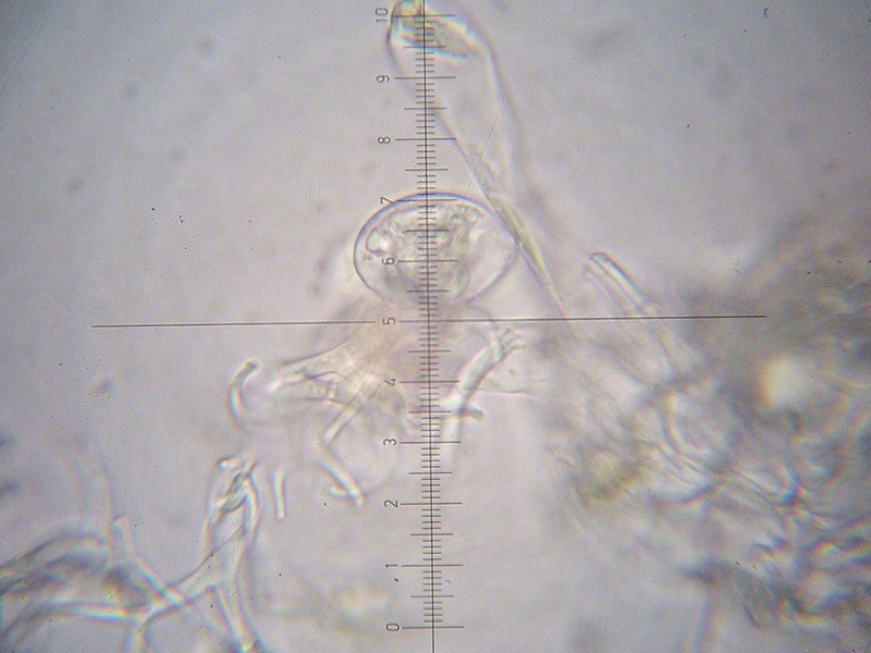 Peronospora rhaetica_Sisymbrium strictissimum_JKruse (5).jpg