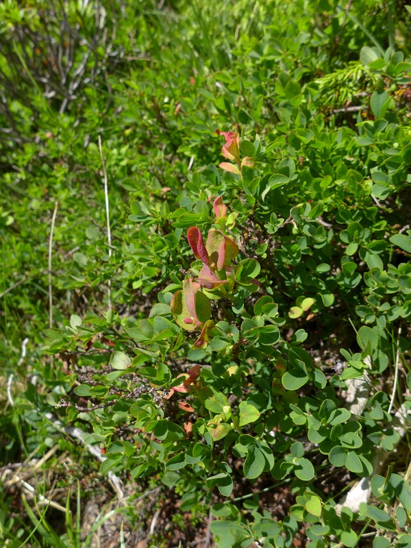 Exobasidium vaccinii-uliginosi_Vaccinium uliginosum_JKruse (1).jpg