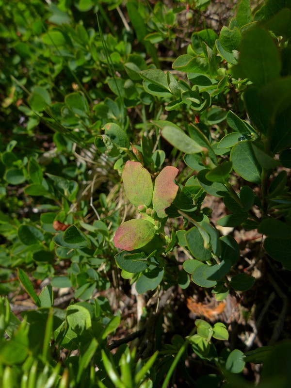 Exobasidium vaccinii-uliginosi_Vaccinium uliginosum_JKruse (2).jpg