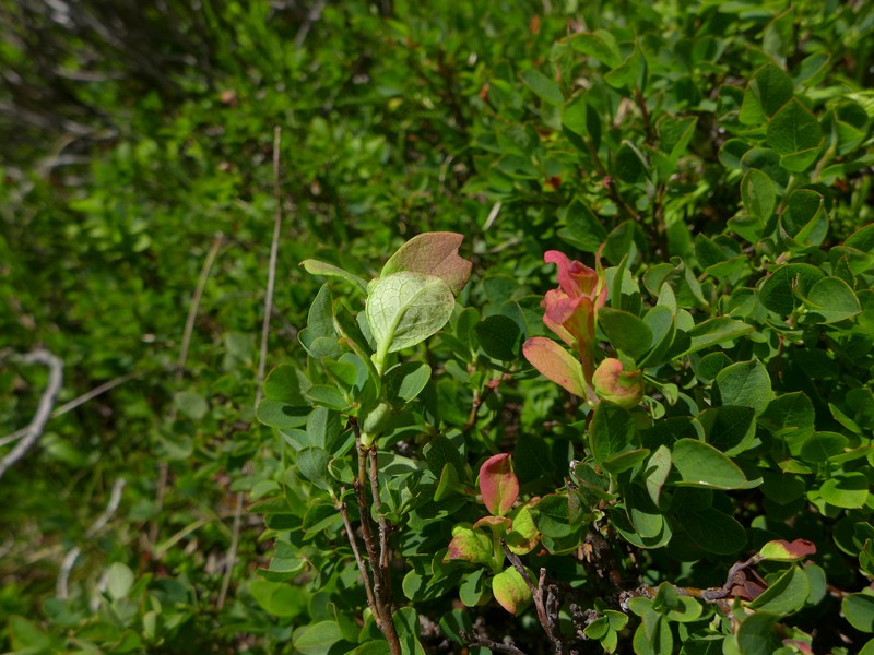 Exobasidium vaccinii-uliginosi_Vaccinium uliginosum_JKruse (3).jpg