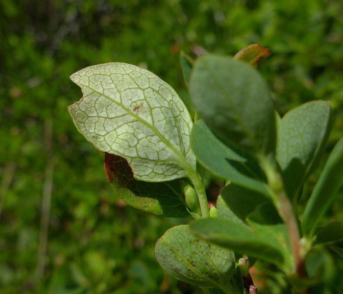 Exobasidium vaccinii-uliginosi_Vaccinium uliginosum_JKruse (4).jpg