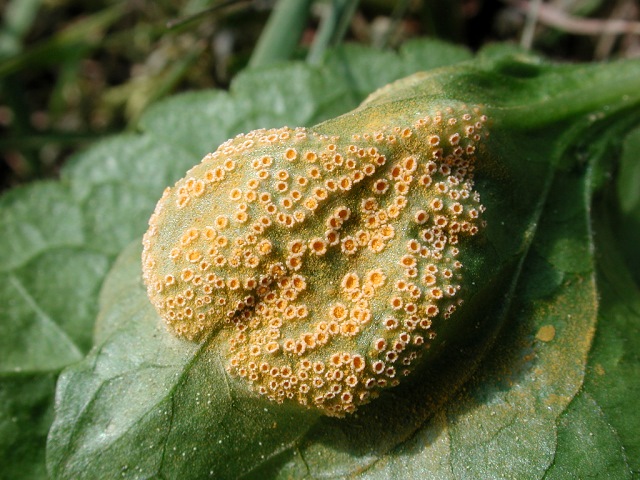 Puccinia_violae.jpg