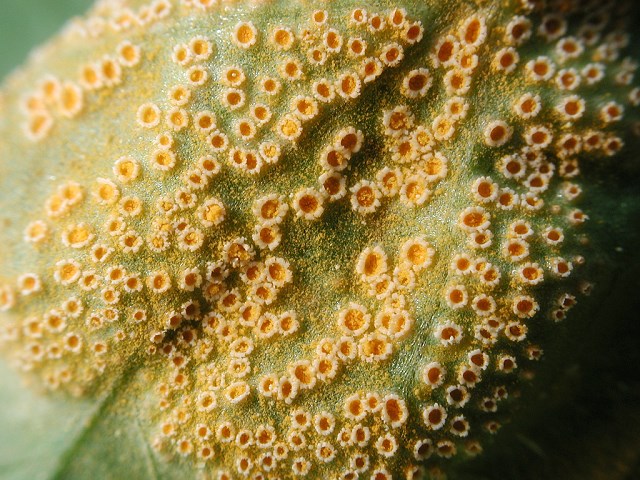 Puccinia_violae2.jpg