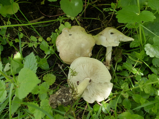 Calocybe gambosa -unter Apfel im Garten.JPG