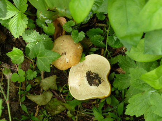 Calocybe gambosa - unter Linde im Garten.JPG