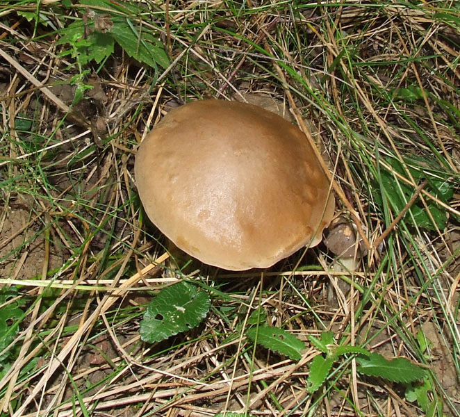 Brauner Birkenpilz 1 .jpg