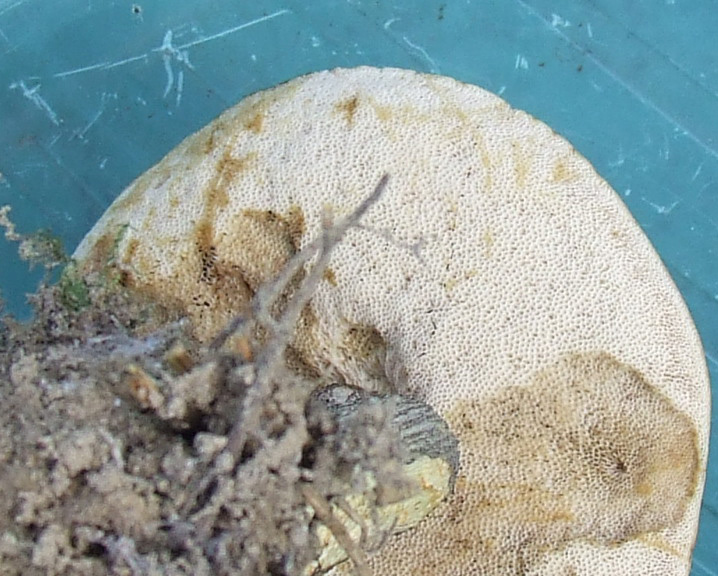 Brauner Birkenpilz 3 .jpg