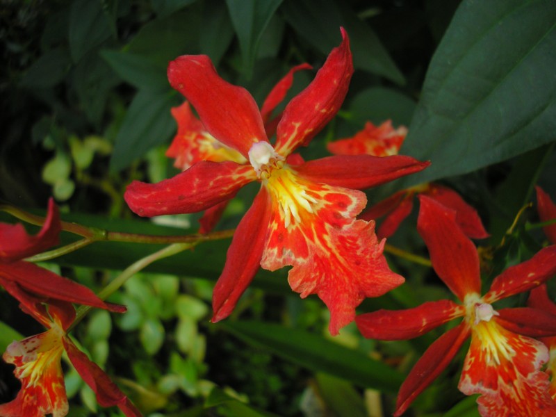 Burragera Glowing Ambers 'Living Fire'.JPG