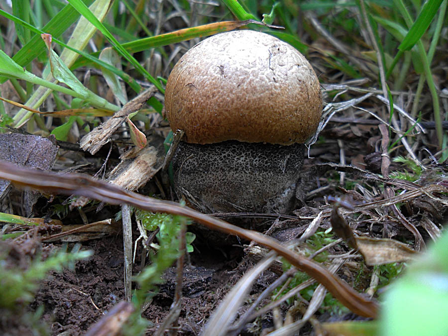 Birken-Rotkappe (Leccinum versipelle)