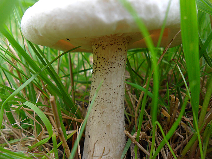 Rauhstiel-Weichritterling (Melanoleuca verrucipes)