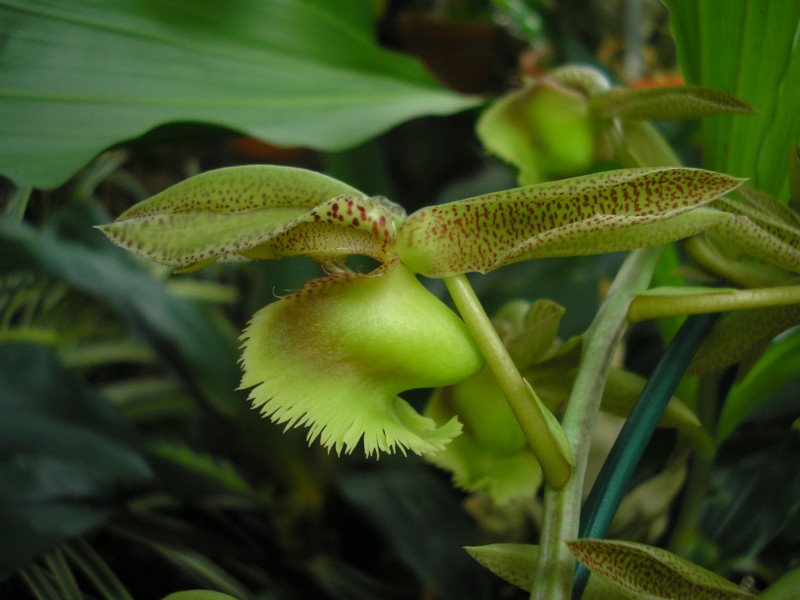 Catasetum fimbriatum.JPG