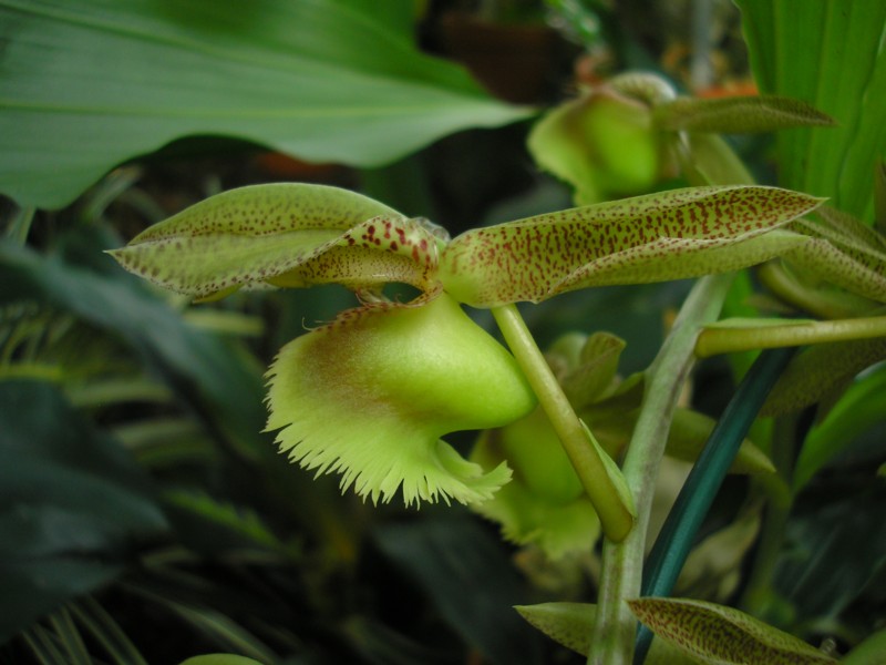 Catasetum fimbriatum.JPG