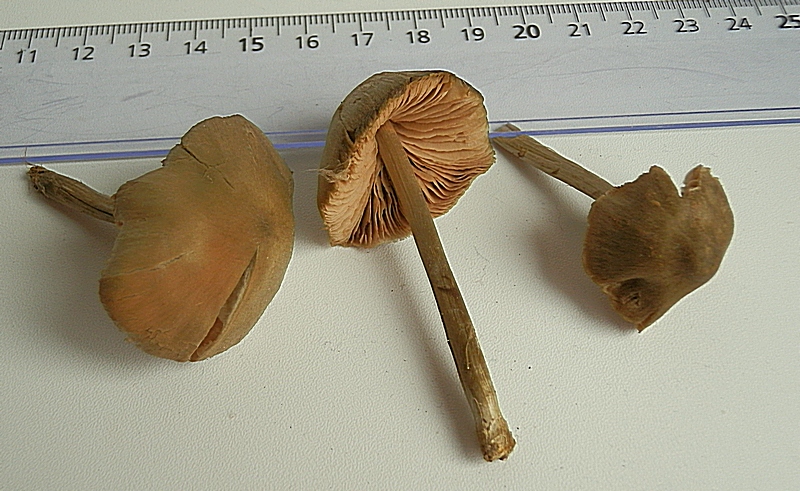 Entoloma conf._1.0.jpg