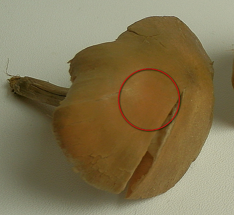 Entoloma conf._1.2.jpg