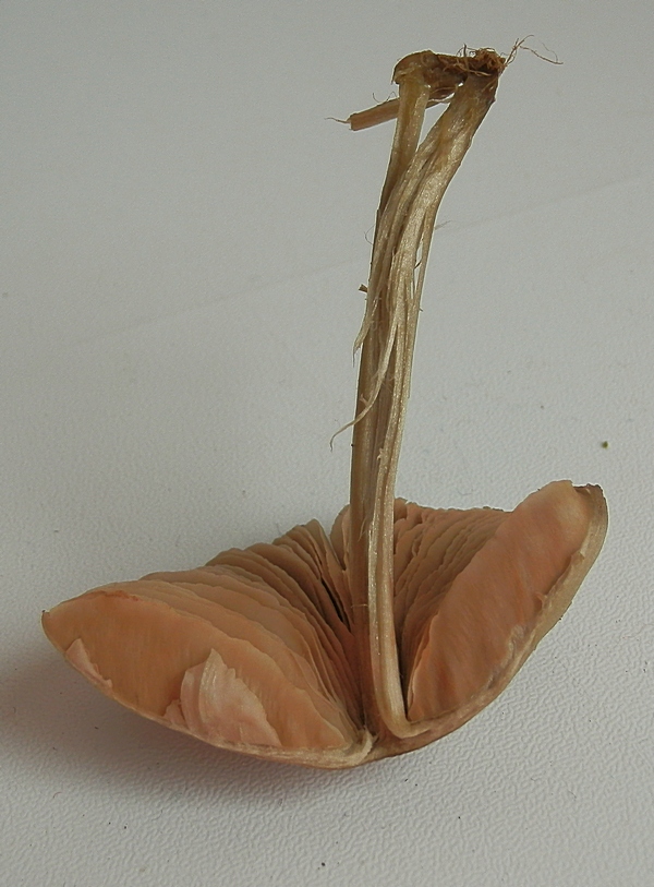 Entoloma conf._1.1.jpg