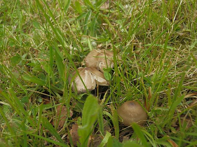 Entoloma conf._1.3.jpg