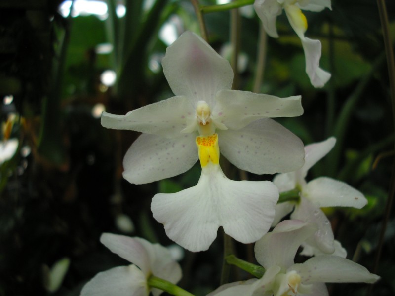 Cuitlauzinia pendula.JPG