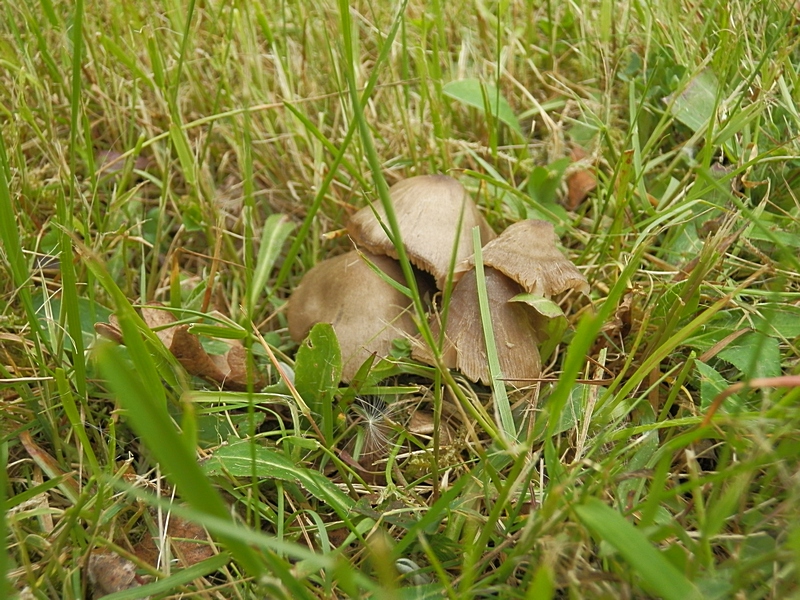 Entoloma conf._1.4.jpg