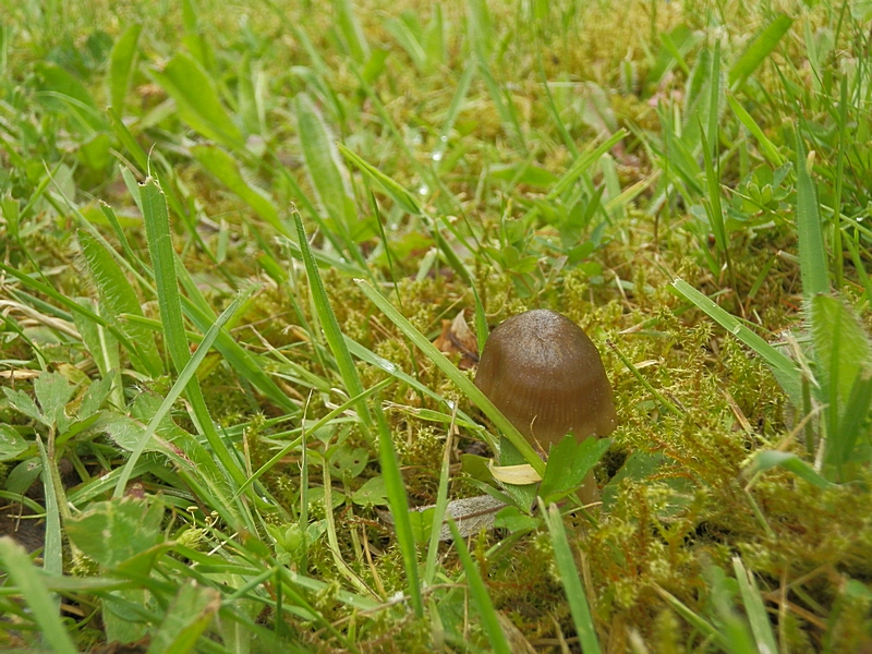 Entoloma conf._1.5.jpg