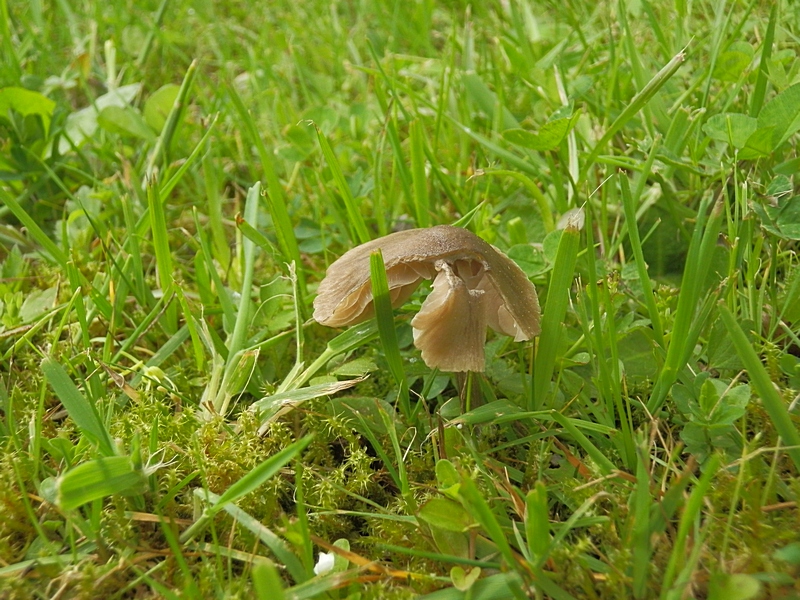 Entoloma conf._1.6.jpg